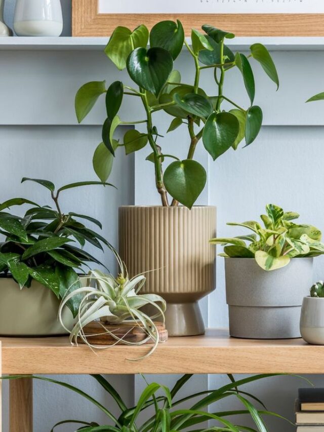 10 plants you should not keep at home