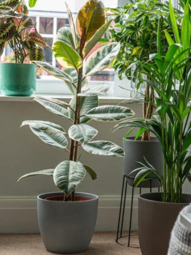 7 PLANTS THAT CAN Fill WELL IN LOW Daylight