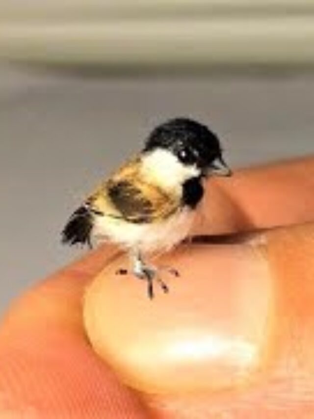 6 SMALLEST BIRDS IN THE WORLD