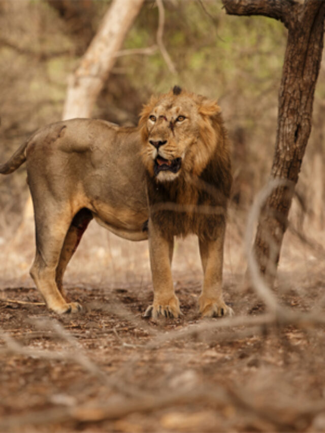 Gir-Forest-National-Park