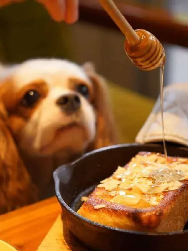 9 Benefits Of Honey For Dogs